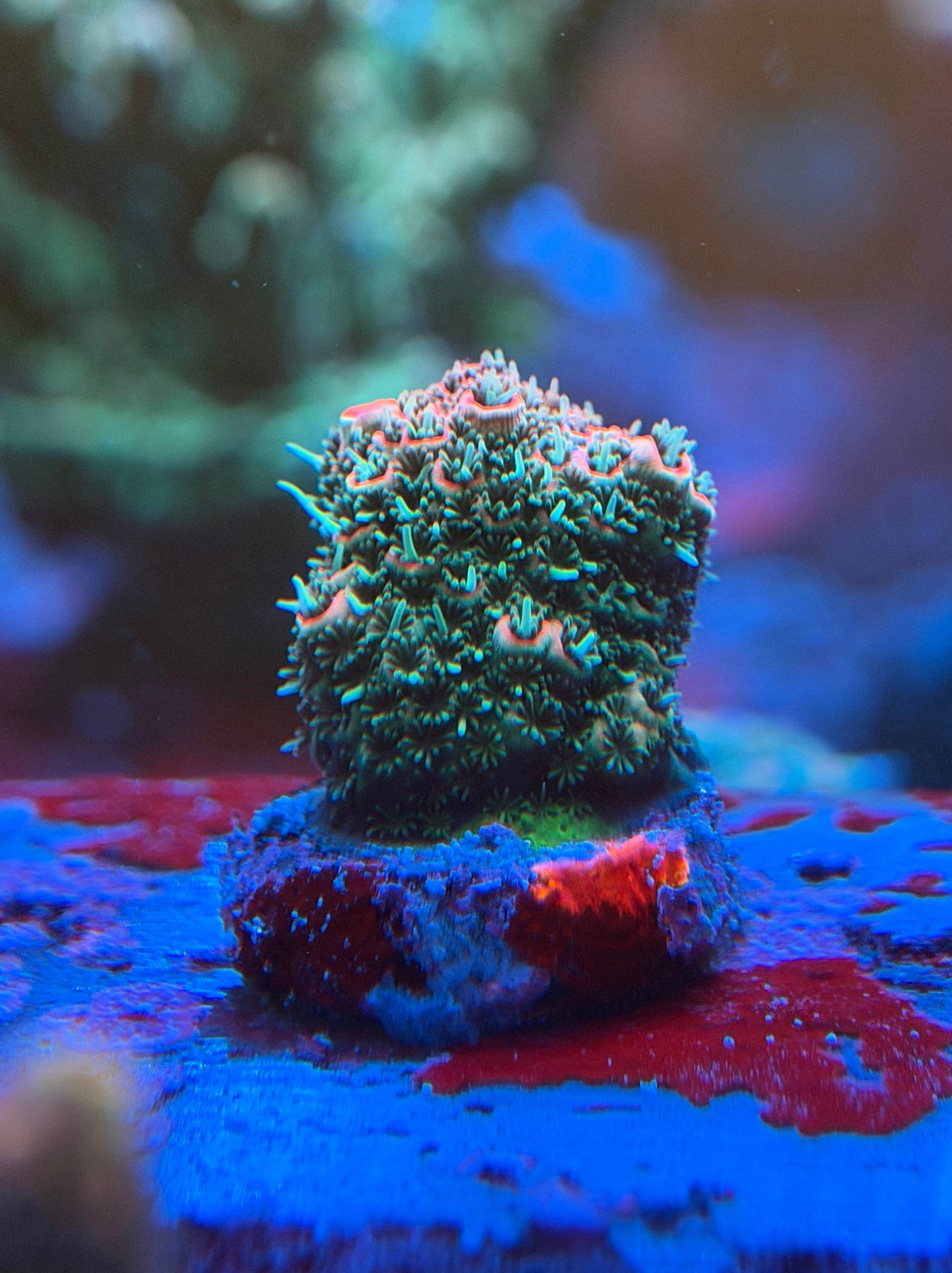 Pink Hulk Millepora