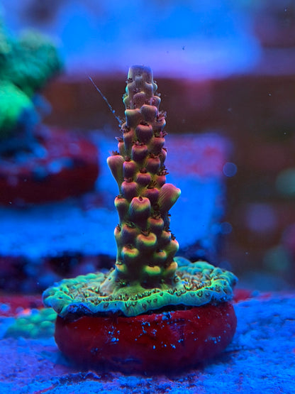 PC Rainbow Acropora