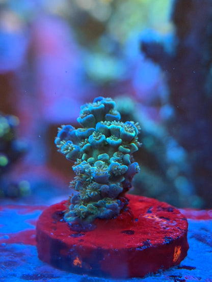 Blue Tenuis