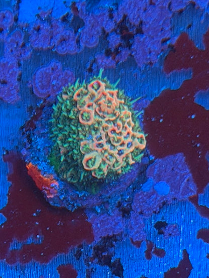 Pink Hulk Millepora