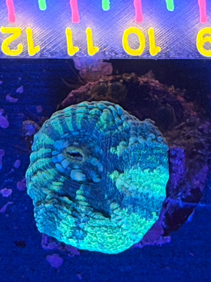 WYSIWYG Mint Blue Scoly Frag