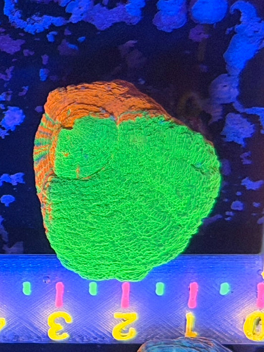 WYSIWYG Bleeding Apple Scoly Frag