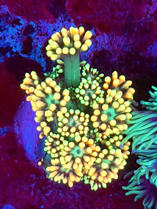 Golden Nugget Goniopora