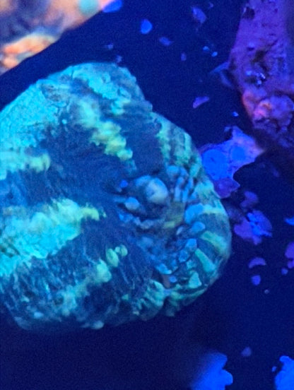WYSIWYG Mint Blue Scoly Frag