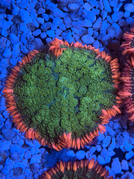 WYSIWYG Frankenstein Mushroom