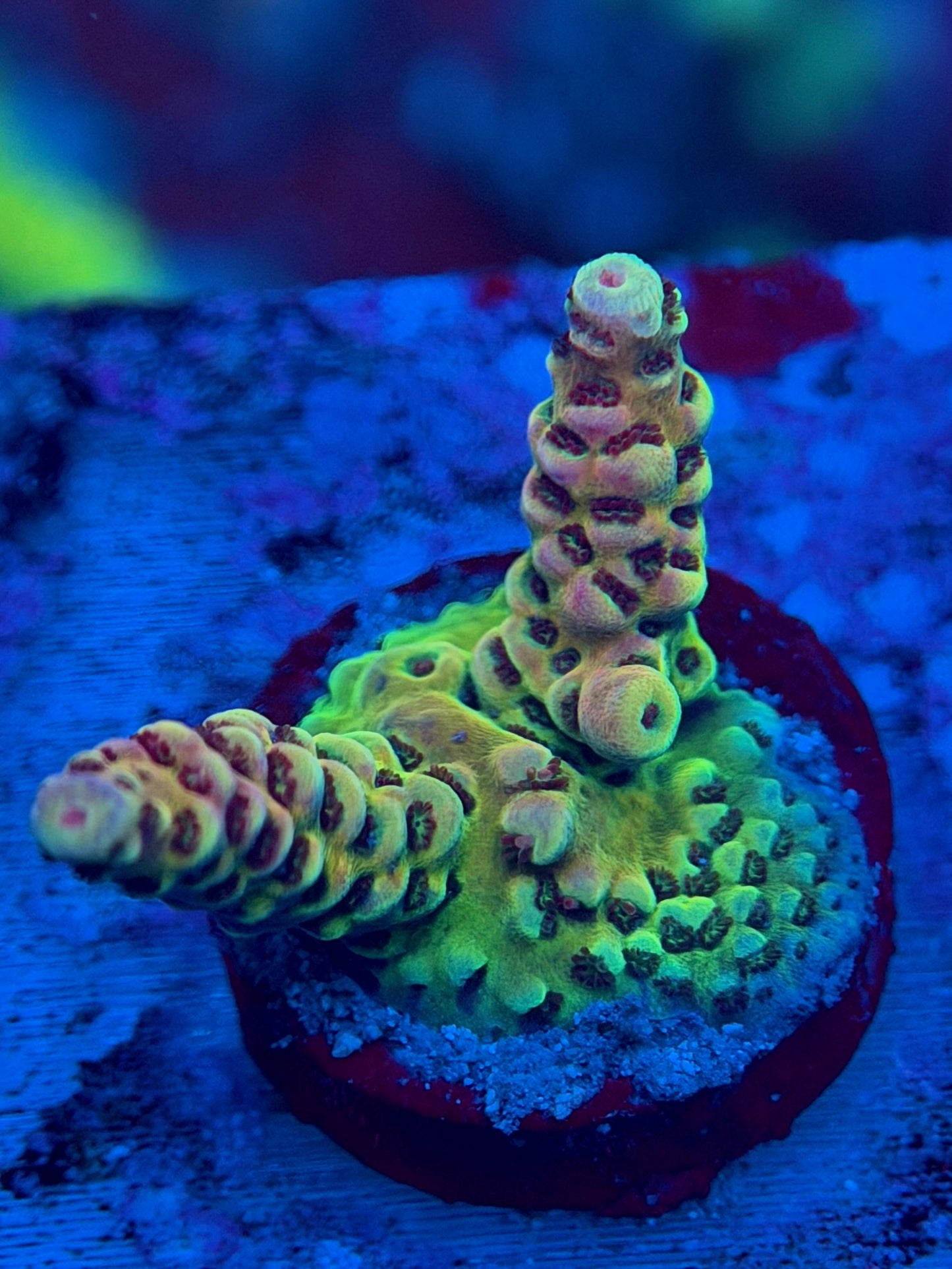 PC Rainbow Acropora
