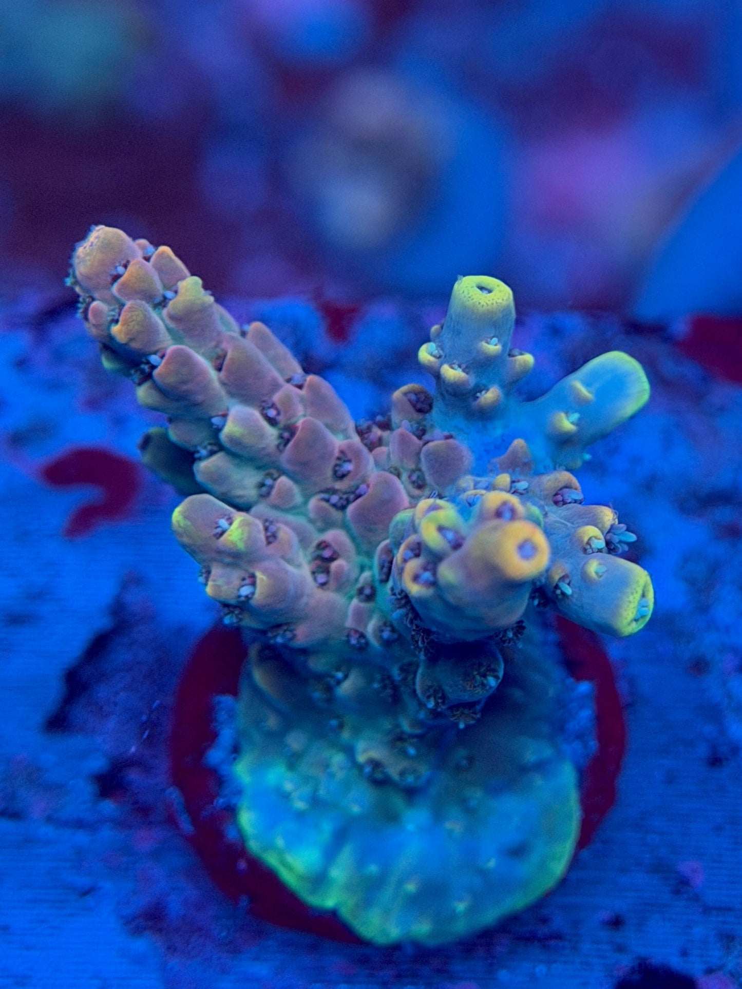 WYSIWYG Afterparty Acropora
