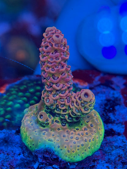 Rainbow Millepora