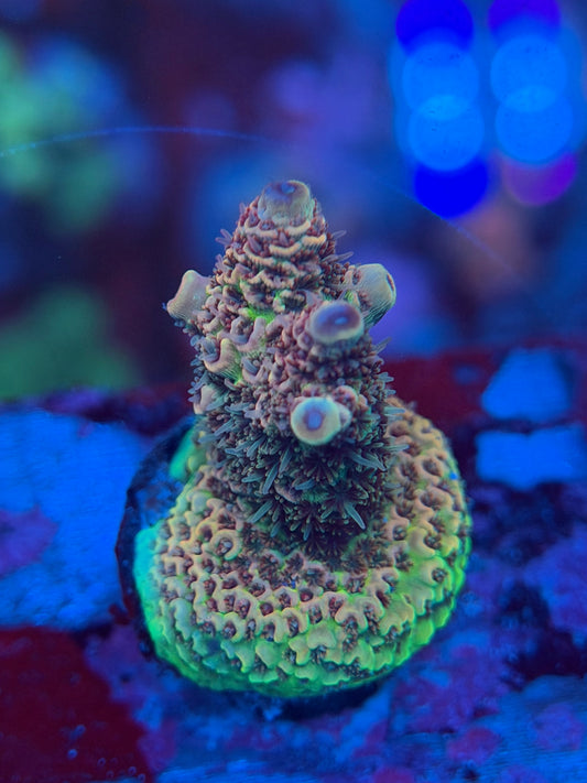 Bronze Goddess Acropora