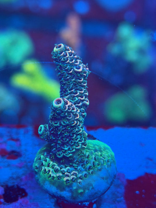Flaming Forest Acropora