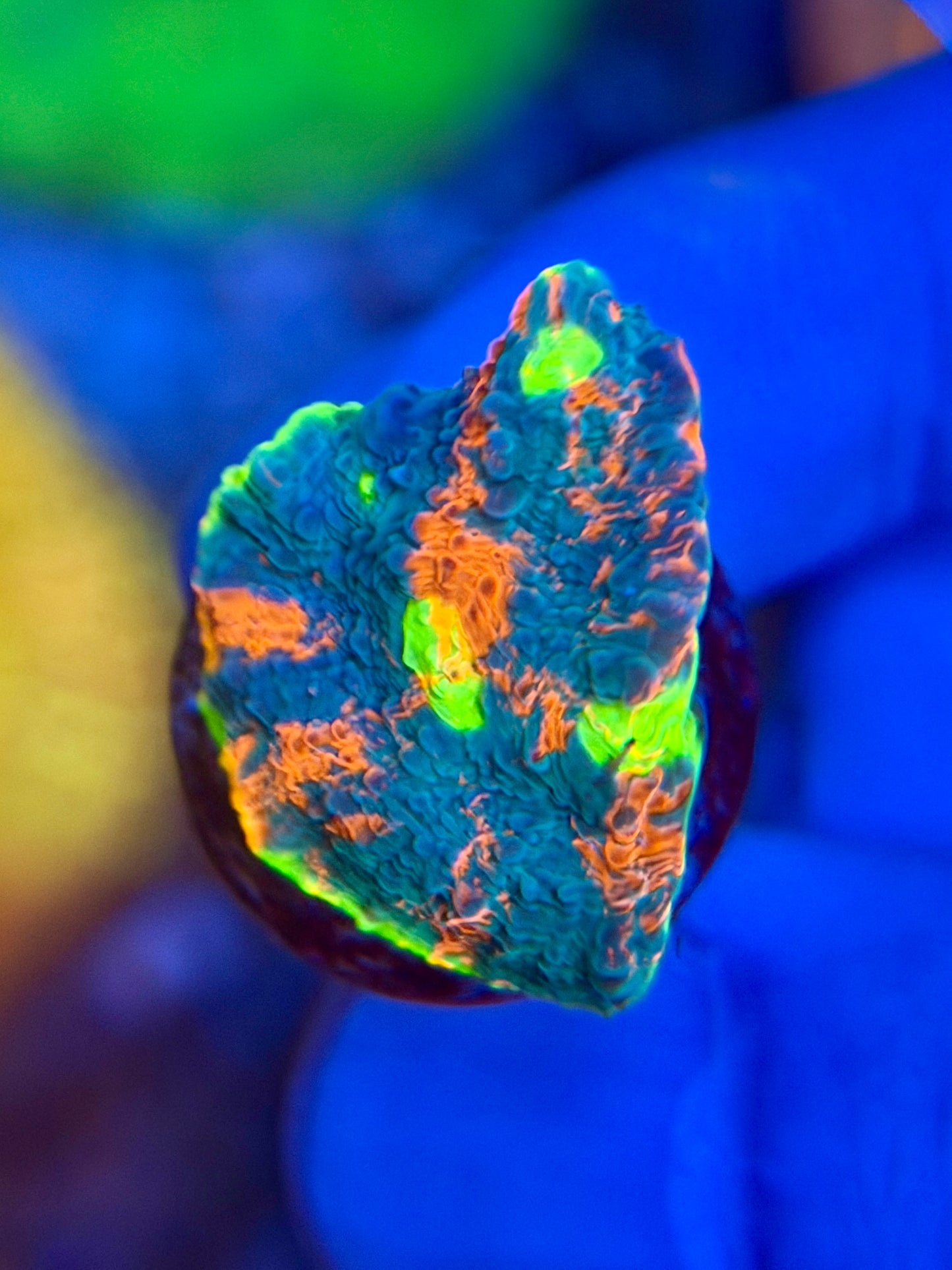 Rainbow Crush Chalice