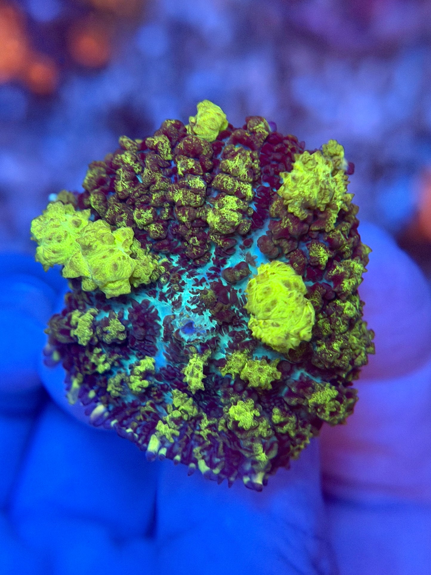 Uranium Bounce Mushroom