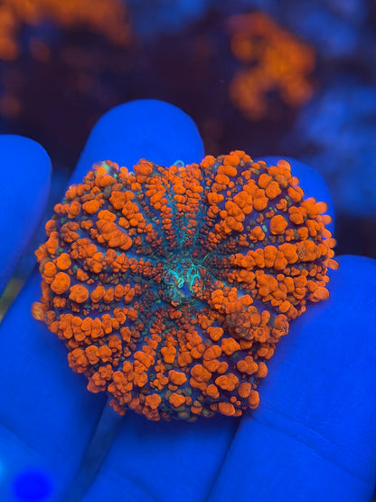 Superman Rhodactis Mushroom