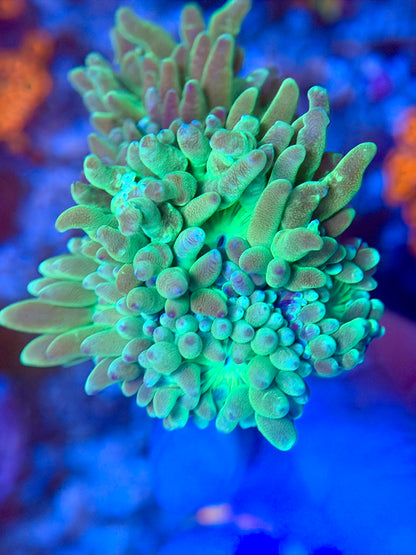 Aussie Neon Green Stem Duncan (2+ Heads)