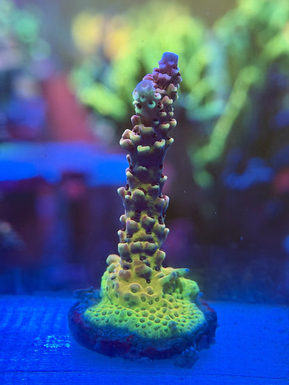 PC Rainbow Acropora
