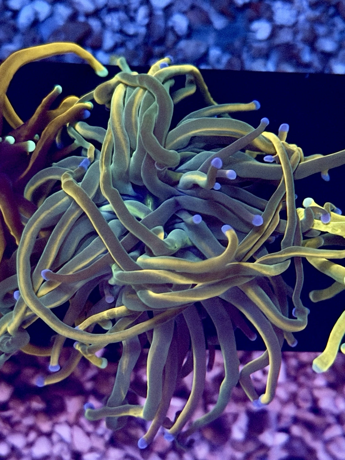 Rapunzel Torch (Reverse Holy Grail), torch / Euphyllia coral frag