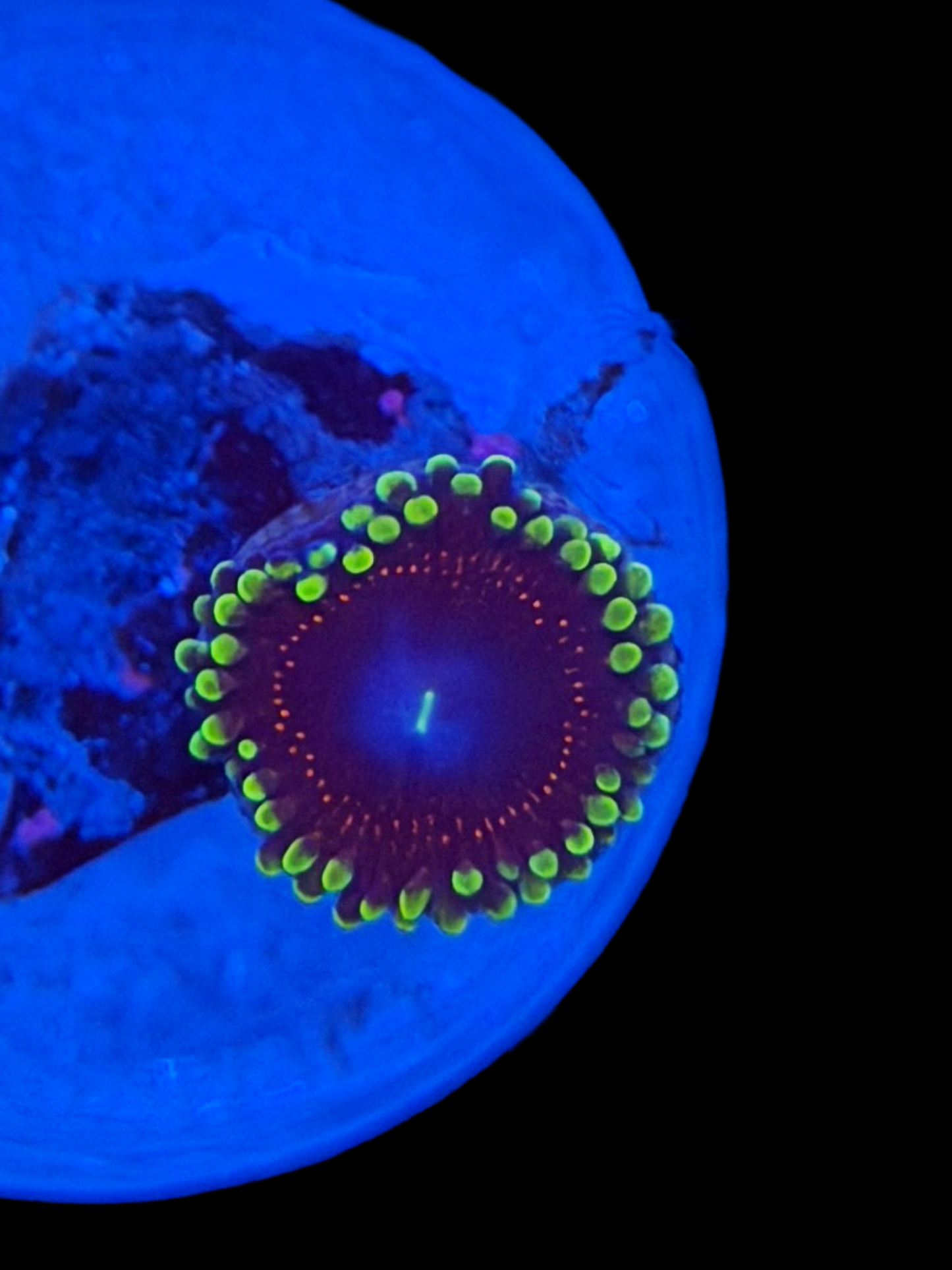 Psychosis Zoa - 1 Polyp