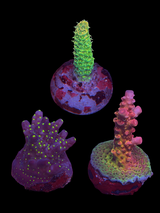 SPS Beginner Pack - B