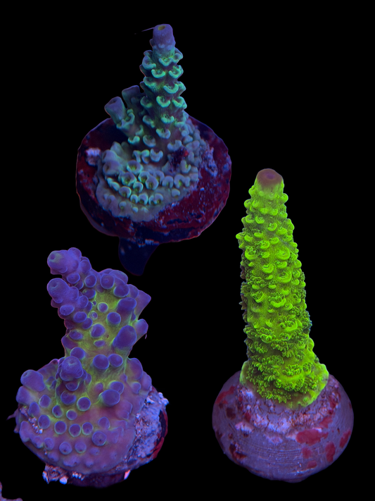 SPS Beginner Pack - A